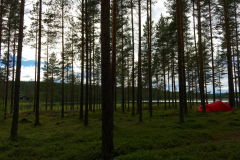 Telt-i-skog-scaled